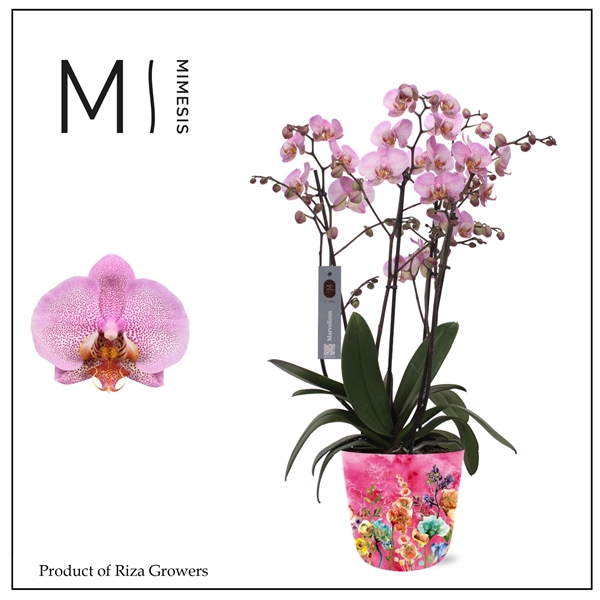 <h4>Mimesis Phal. Marvellous Pink Special - 50+ flowers 17cm in Jess Fiesta Ceramic</h4>