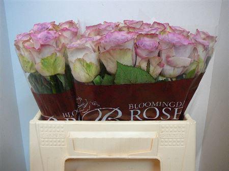 <h4>R Gr Memory Lane!</h4>