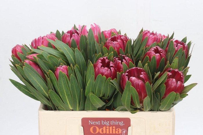 <h4>Protea Brenda</h4>