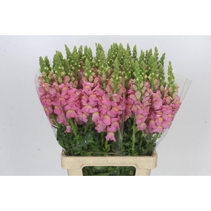 Antirrhinum Potomac Early Pink
