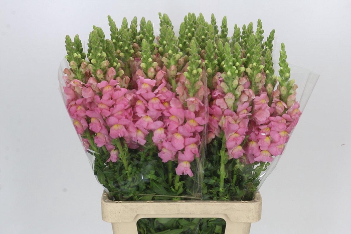 <h4>Antirrhinum Potomac Early Pink</h4>