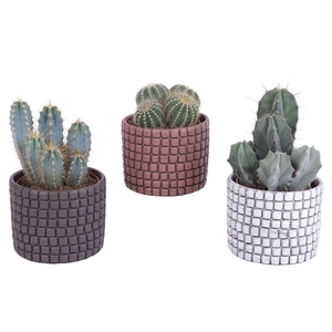 Cactus mix Ø12cm in Ø14cm Ceramic Pot Stone Texture