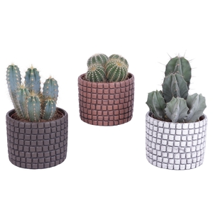 Cactus mix Ø12cm in Ø14cm Ceramic Pot Stone Texture