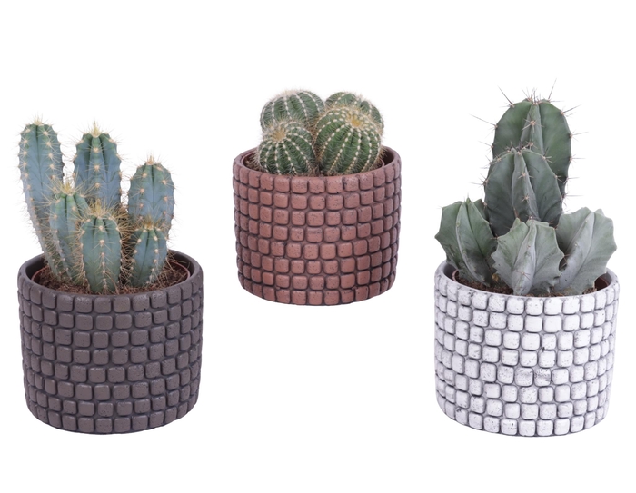<h4>Cactus mix Ø12cm in Ø14cm Ceramic Pot Stone Texture</h4>