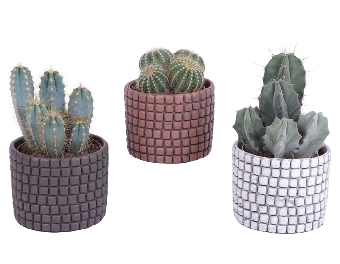 <h4>Cactus mix Ø12cm in Ø14cm Ceramic Pot Stone Texture</h4>