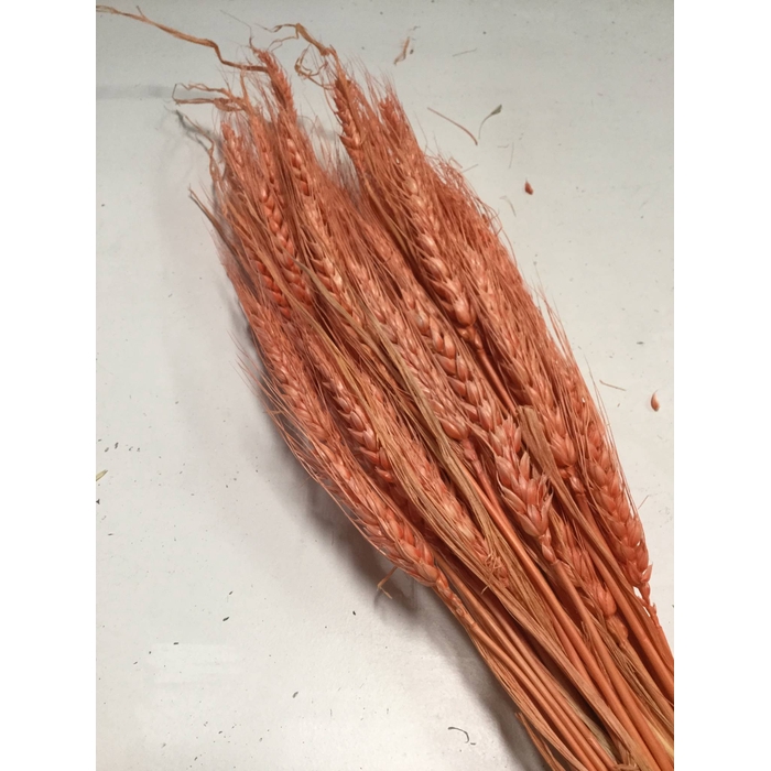 <h4>DRIED FLOWERS - GERST TERRACOTTA 80GR</h4>