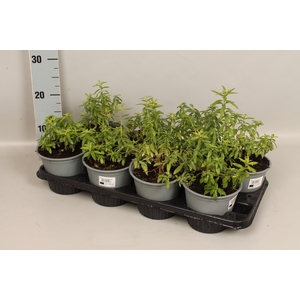 Kruiden I Lilippia Citrodora (Citroen verbena)