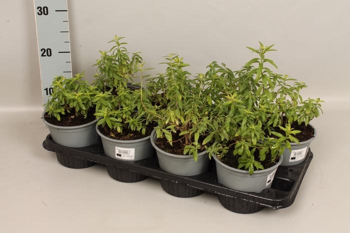 <h4>Kruiden I Lilippia Citrodora (Citroen verbena)</h4>