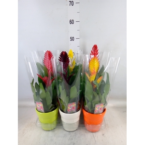 Vriesea   ...mix 6