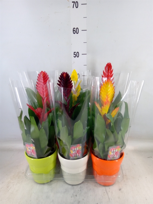 <h4>Vriesea   ...mix 6</h4>
