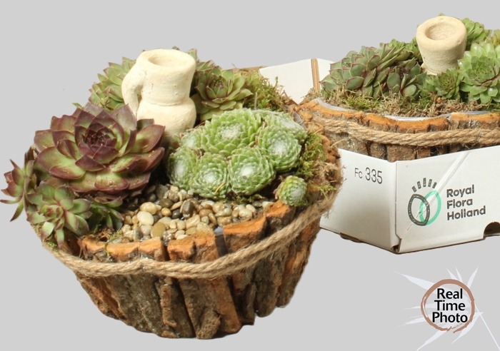 <h4>ARR SEMPERVIVUM</h4>