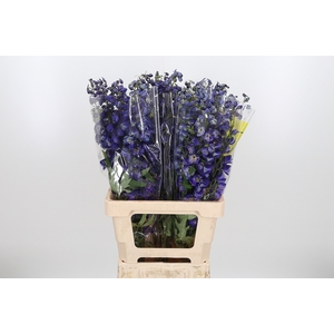 Delphinium Black Knigh