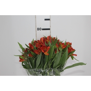 ALSTROEMERIA CINNAMON 080 CM