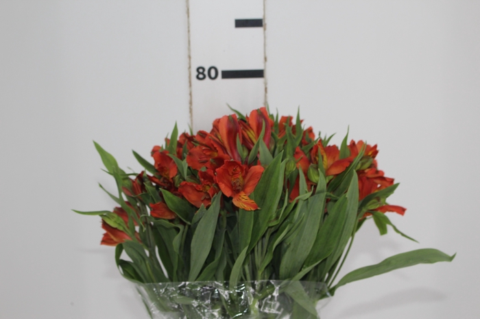 <h4>ALSTROEMERIA CINNAMON 080 CM</h4>