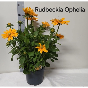 RUDB SUNBECK OV