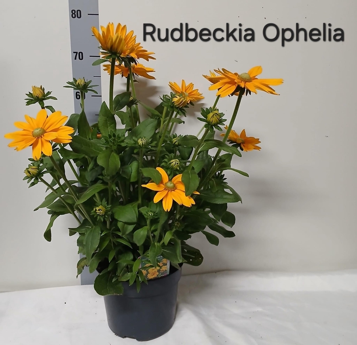 <h4>RUDB SUNBECK OV</h4>