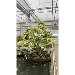 Duranta variegata, pot 80 cm, height 110cm. (single item)