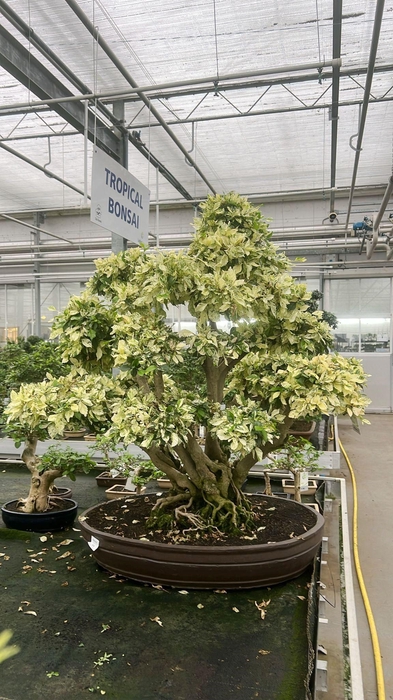 <h4>Duranta variegata, pot 80 cm, height 110cm. (single item)</h4>