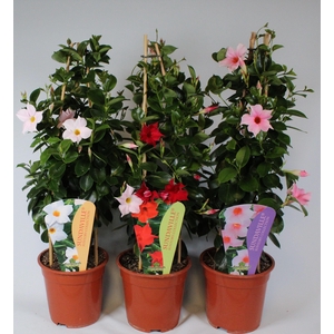 Mandevilla Sundaville diverse kleuren Piramide P19