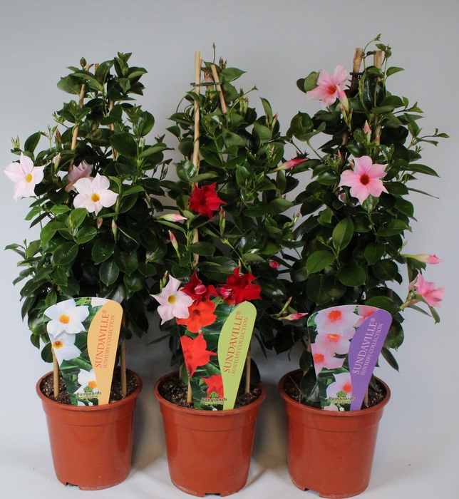 <h4>Mandevilla Sundaville diverse kleuren Piramide P19</h4>