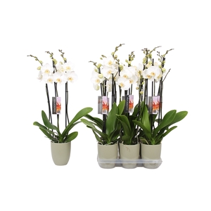 Phalaenopsis White, 3-spike Green Ceramics