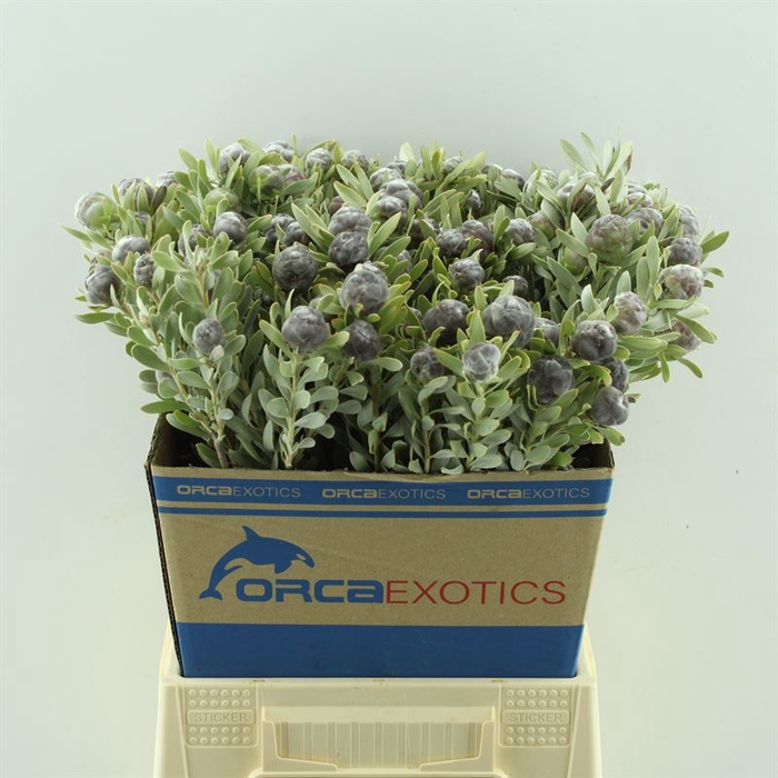 <h4>Leucadendron Pubescens</h4>