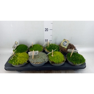 Sedum   ...mix
