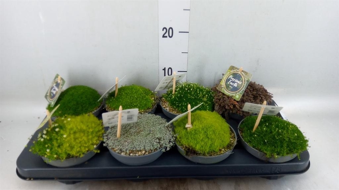 <h4>Sedum   ...mix</h4>