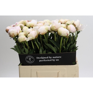 Paeonia Odile