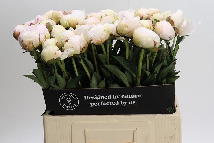 <h4>Paeonia Odile</h4>