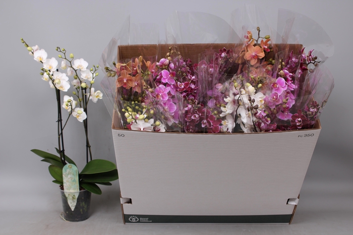 <h4>PHAL MF GEM 6 KL</h4>
