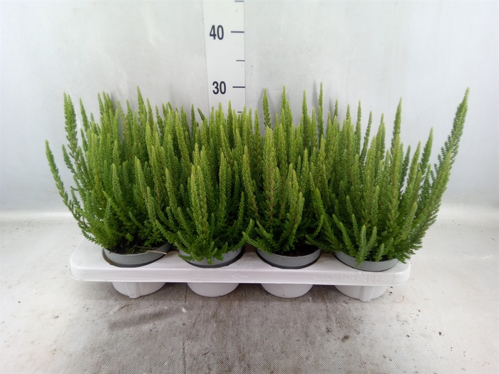 <h4>Calluna vulg. 'Skyline'   ...mix</h4>