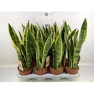 Sansevieria trifa. 'Laurentii'
