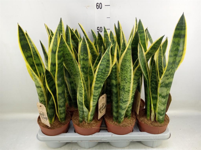 <h4>Sansevieria trifa. 'Laurentii'</h4>