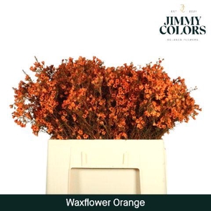 Waxflower L60 Oranje