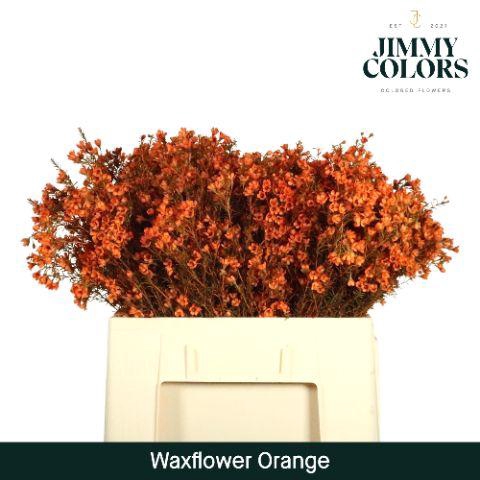 <h4>Waxflower L60 Oranje</h4>