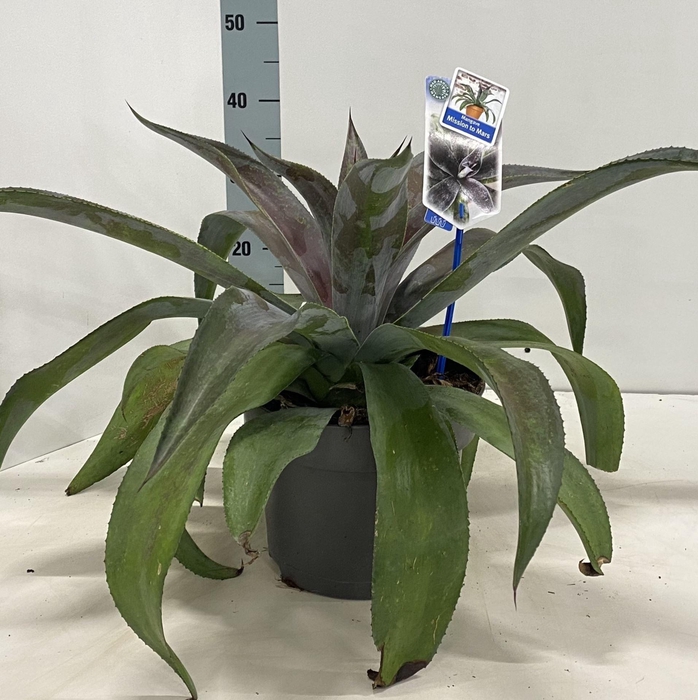 <h4>Mangave Mad About Mangave</h4>