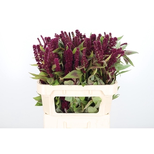 Amaranthus Pan Red Cathedr
