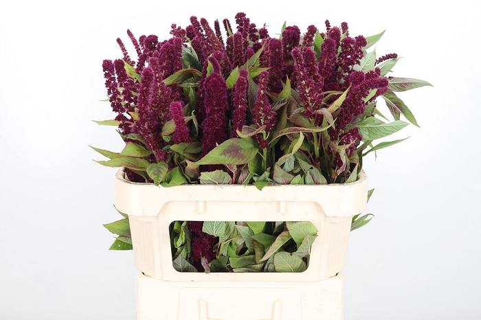 <h4>Amaranthus Pan Red Cathedr</h4>