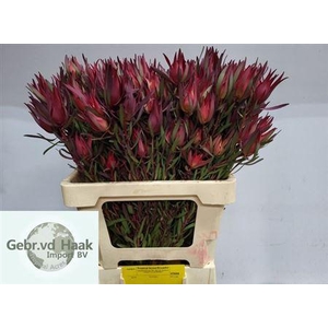 Leucad Salignum Spray