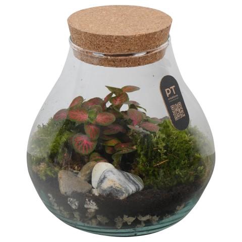 <h4>PTTER8131 Arrangement terrarium in glazen terrarium</h4>