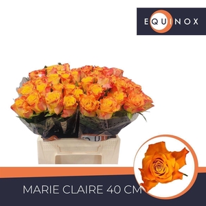 Rosa grootbloemig Marie-Claire!