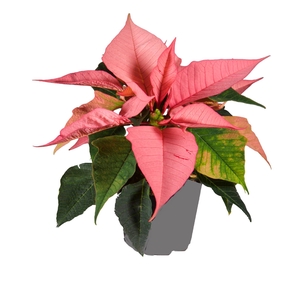 Euphorbia Roze
