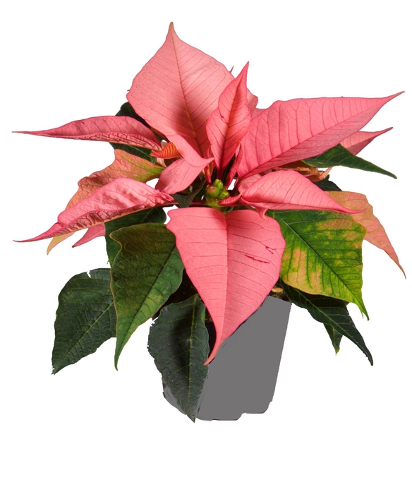 <h4>Euphorbia Roze</h4>