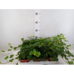 Hedera helix 'Wonder'