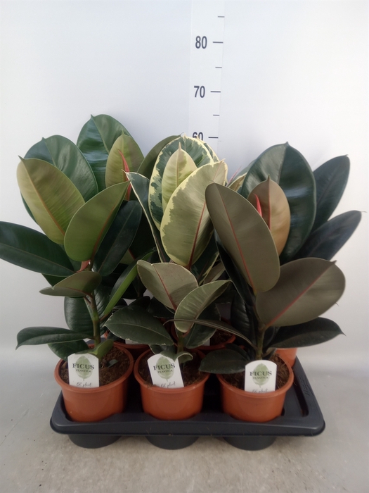 <h4>Ficus elastica   ...mix 3</h4>