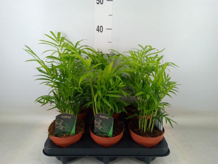 <h4>Chamaedorea elegans</h4>