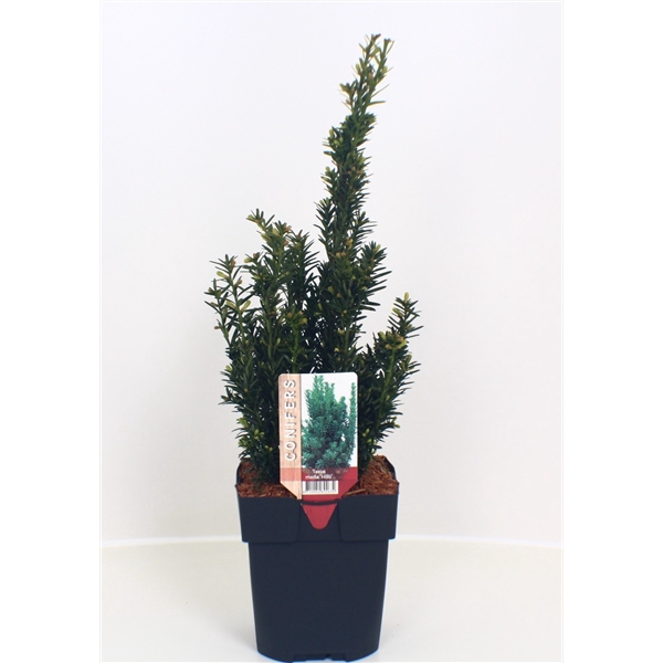 Taxus media 'Hillii' P17