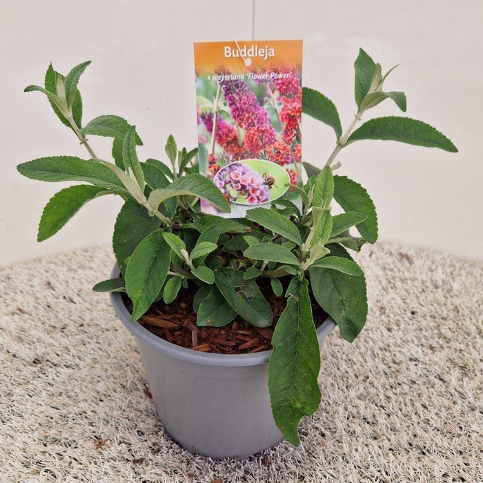 <h4>Buddleja Buddleja</h4>