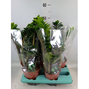 Zamioculcas zamiifolia 'Zenzi'